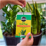Sticky Gnat Traps - 10 Pack