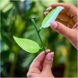 Sticky Gnat Traps - 10 Pack