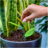 Sticky Gnat Traps - 10 Pack