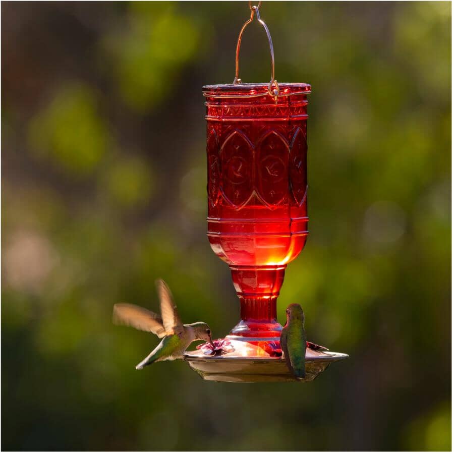 Red Jewel Glass Hummingbird Feeder - 20 oz Capacity