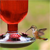 Antique Glass Bottle Hummingbird Feeder - Red, 16 oz