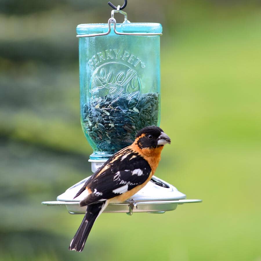 Mason Jar Glass Bird Feeder - Blue, 1 lb Capacity