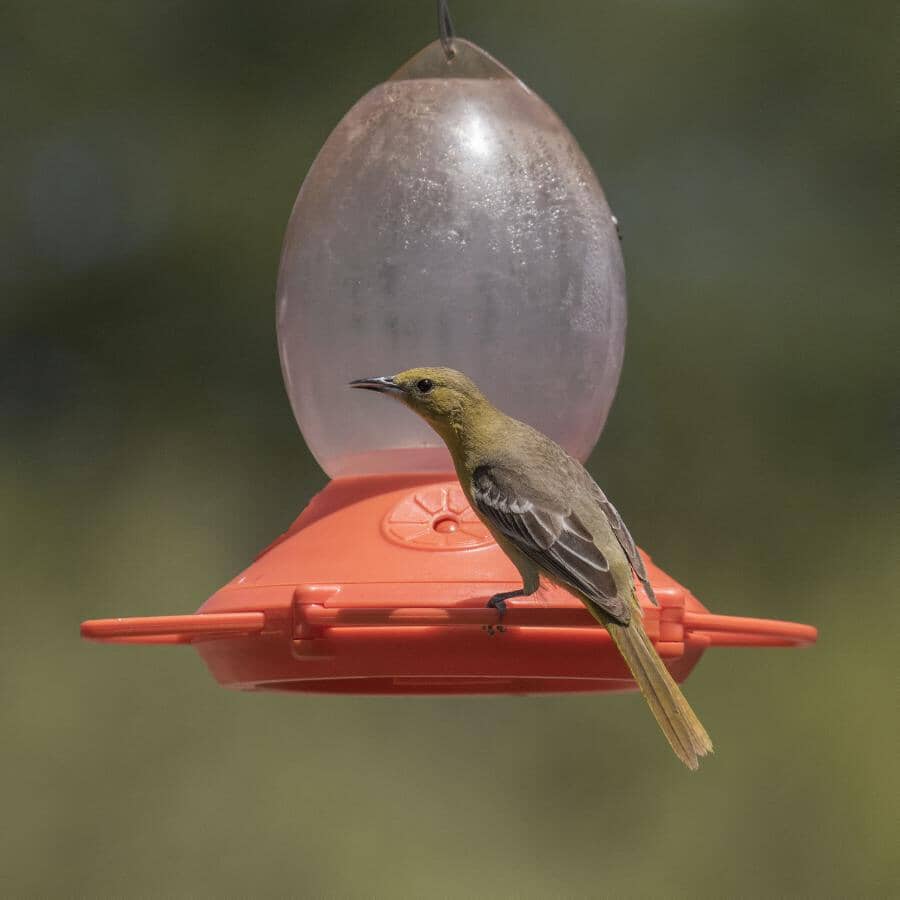 Opus Oriole Bird Feeder - with Bee Guards, 32 oz