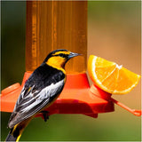 Oriole Glass Bird Feeder - with Bee Guards, 30 oz