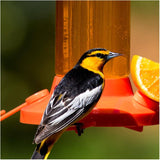 Oriole Instant Nectar Concentrate - Orange, 48 oz