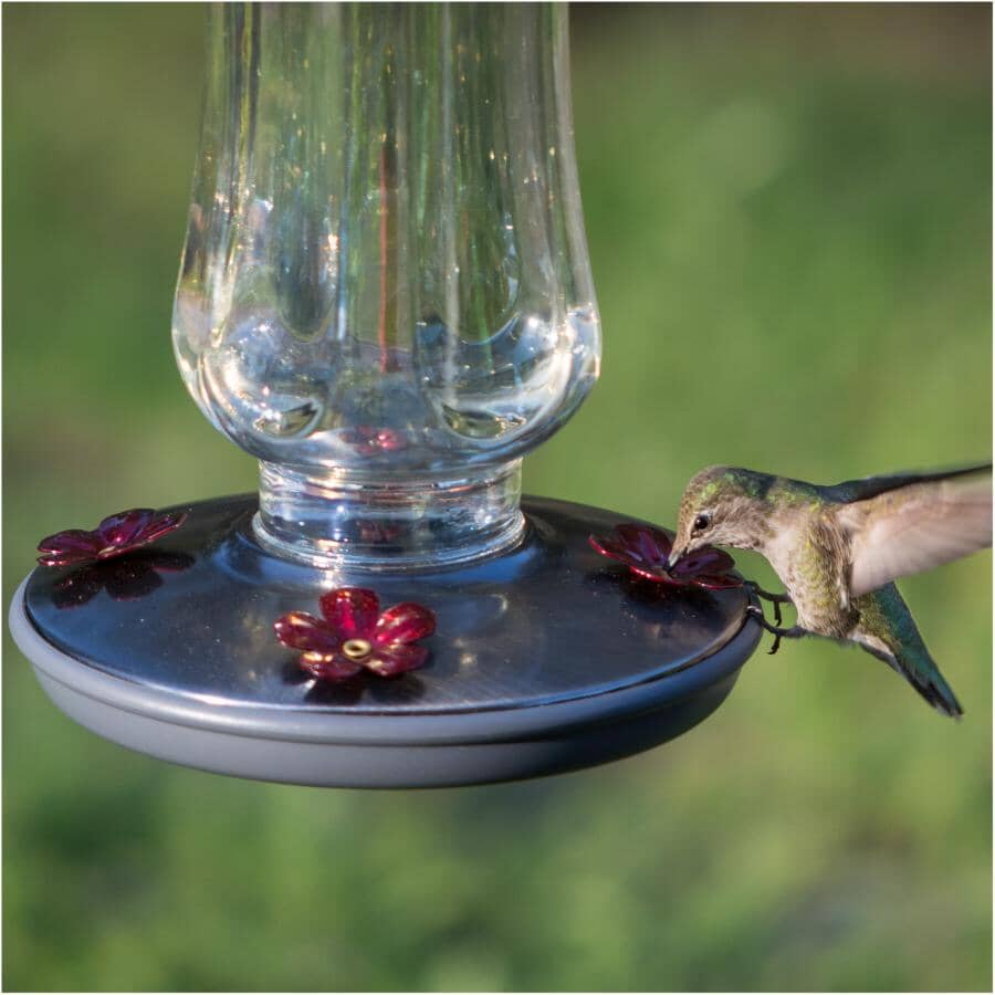 Starglow Vintage Glass Hummingbird Feeder - Clear, 16 oz