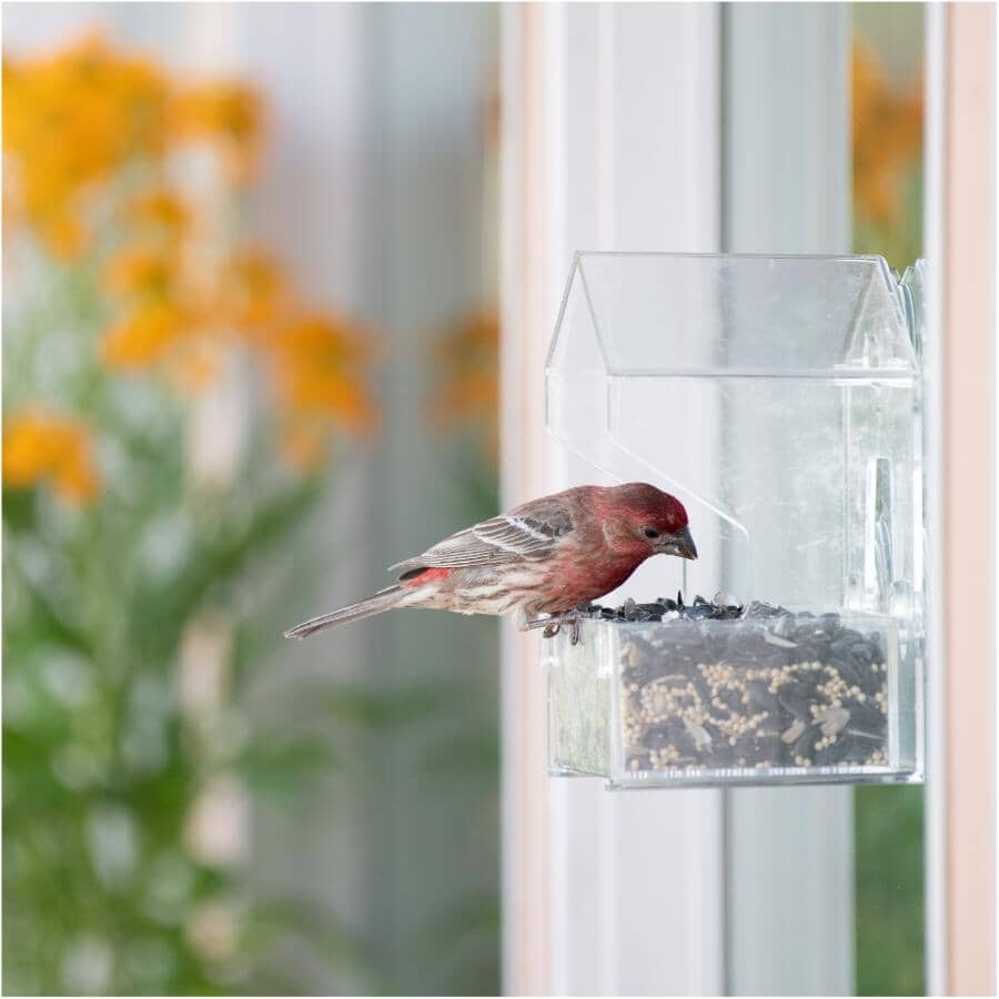 Window Square Bird Feeder - Clear, 0.5 lb Capacity