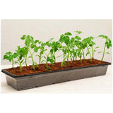 Seed Tray Starter Kit with 16 Pellets