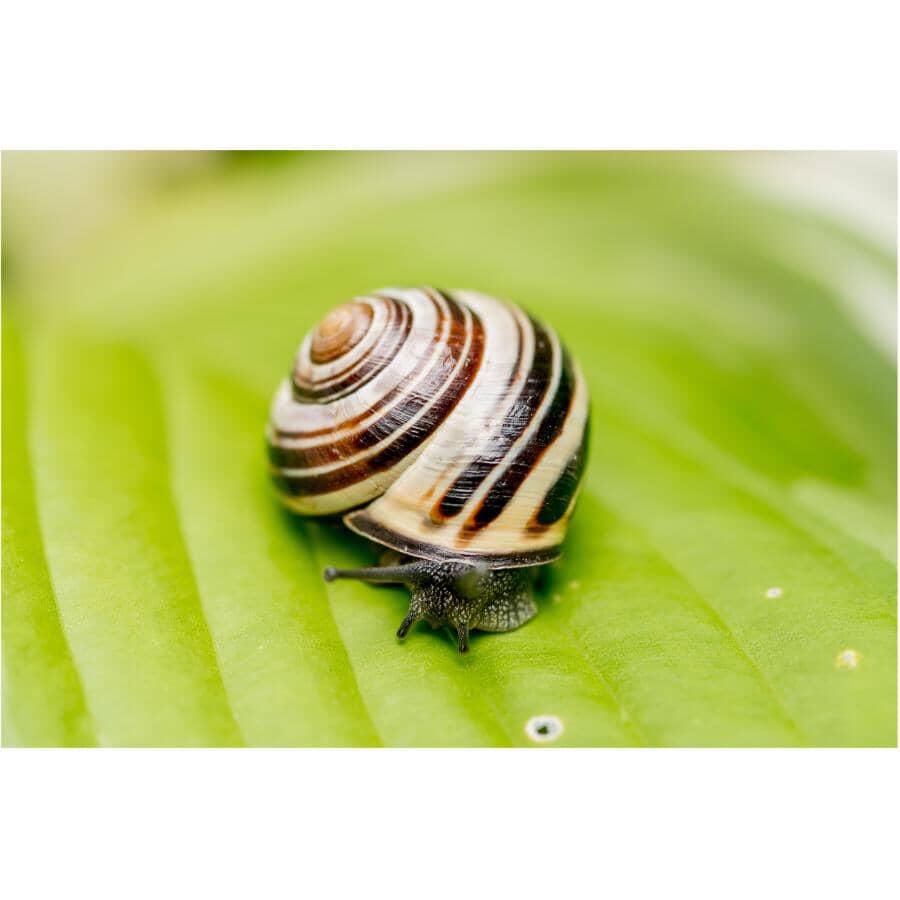 1kg Slug B Gon Slug and Snail Bait