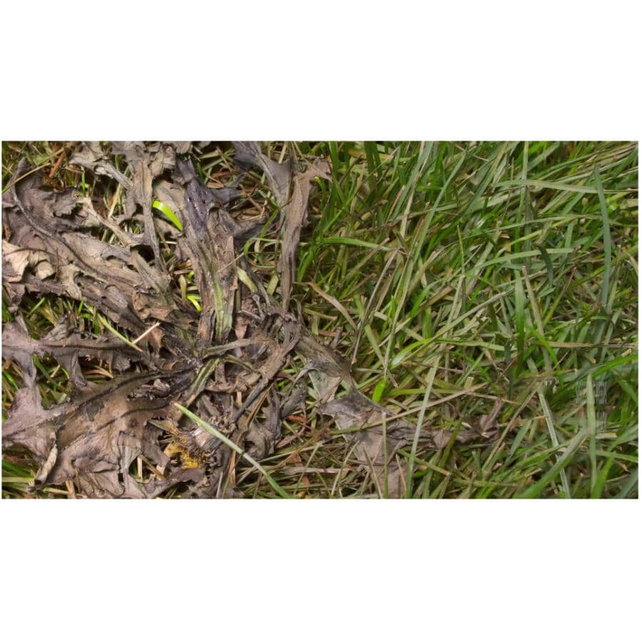 Weed B Gon Max Weed Control Herbicide - with Quick Connect Sprayer + Ready-To-Use + 2L