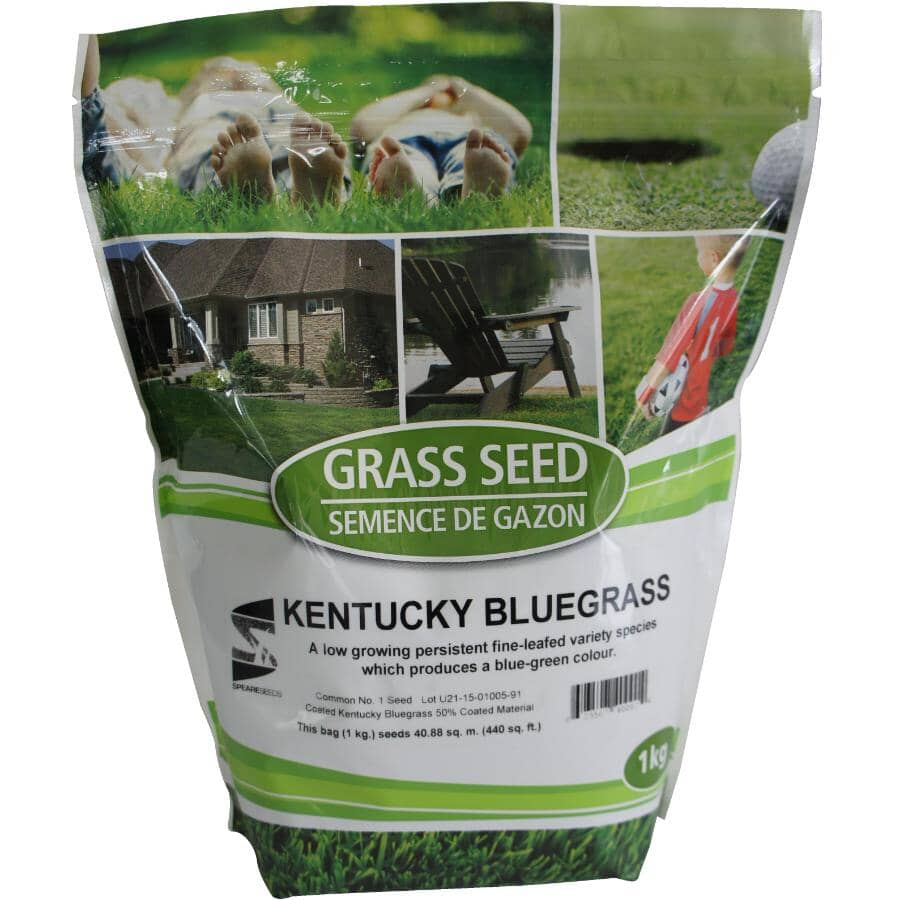 Kentucky Bluegrass Grass Seed - 1 kg