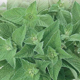 Spearmint Seeds